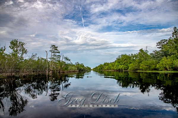 Atchafalaya Swamp – Greg Disch Photography